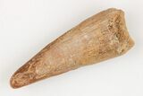 Fossil Pterosaur (Siroccopteryx) Tooth - Morocco #203409-1